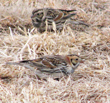 Lapland Longspur Trent Reed 07_16_2011